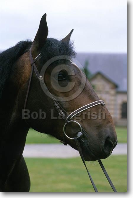 Bob Langrish Equestrian Photographer: Images